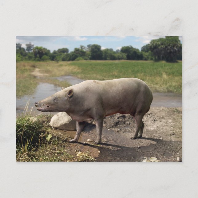 vykort för antracotherium ("Beast i kol") (Framsida)