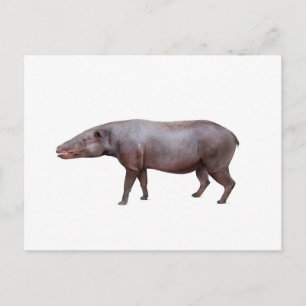vykort för antracotherium ("Beast i kol"), vitt