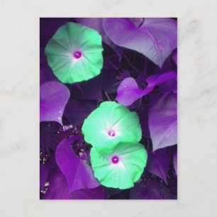vykort för Aqua N Violet Morgon Glory
