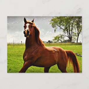 vykort för Arabian Dreamz