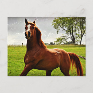 vykort för Arabian Dreamz