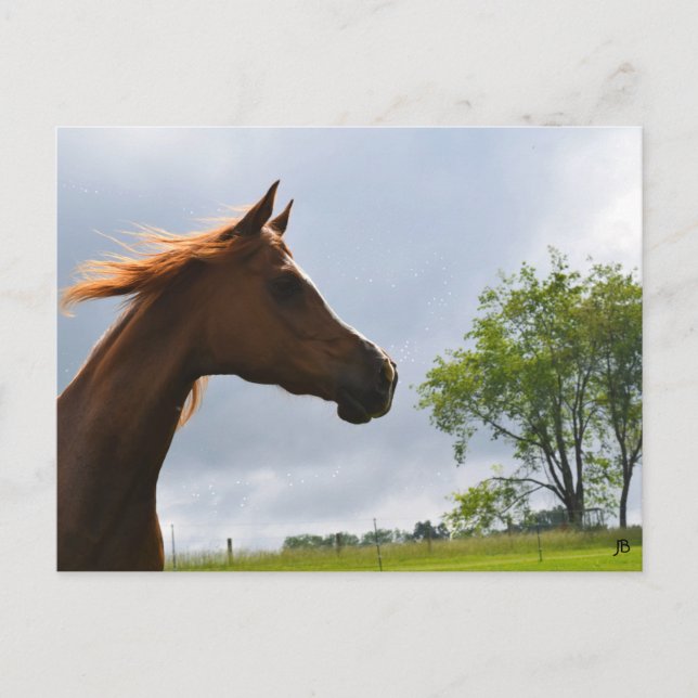 vykort för "arabisk bryggning" (Framsida)