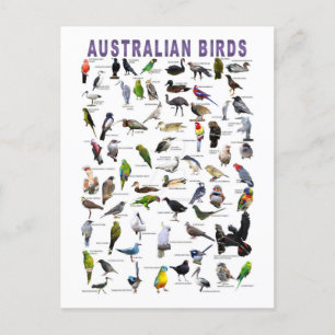 vykort för australiska fågeldiagram