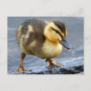 vykort för baby Anka