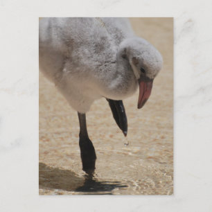 vykort för baby Flamingo