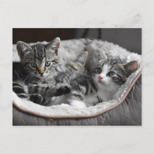 vykort för baby kittens