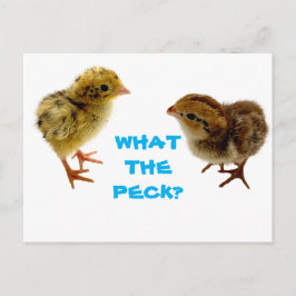 vykort för baby Quail Chick