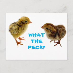 vykort för baby Quail Chick