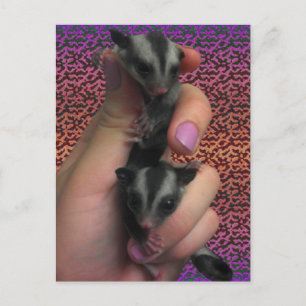 vykort för baby Sugar Gliders vykort