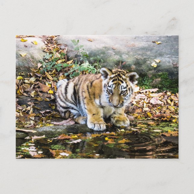 vykort för baby Tiger Unge (Framsida)