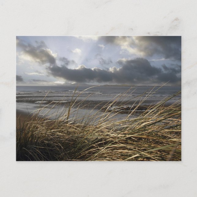 vykort för bebisrevar (Framsida)