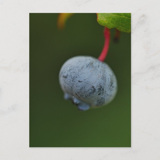 vykort för blåbär (Framsida)