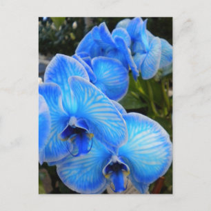 Vykort för blåttnimbusOrchids