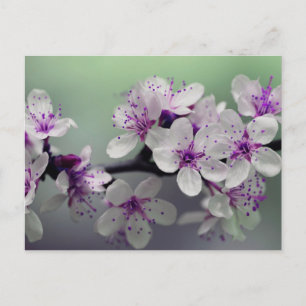 vykort för blommans blommar