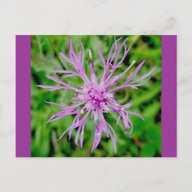 Vykort för Blommar (Framsida)