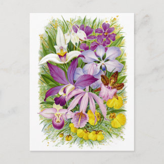 Vykort för Blommigt av antika/Vintage Orchds