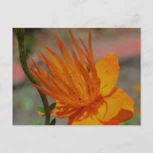 Vykort för Blomsterfotografi av orangens Gult