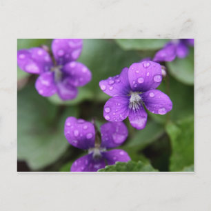 Vykort för blötens Lila Violet