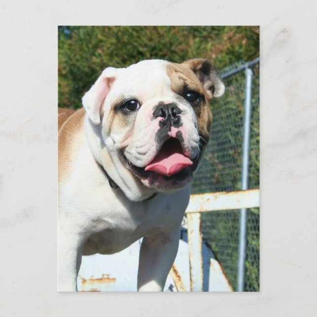 vykort för bulldog (Framsida)