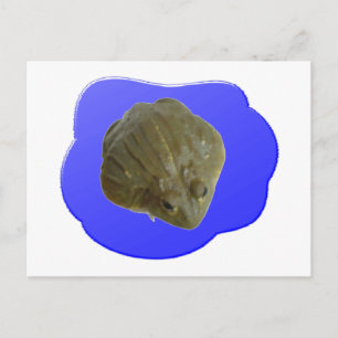 vykort för bullfrog