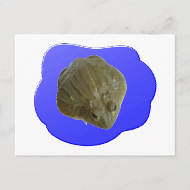vykort för bullfrog (Framsida)