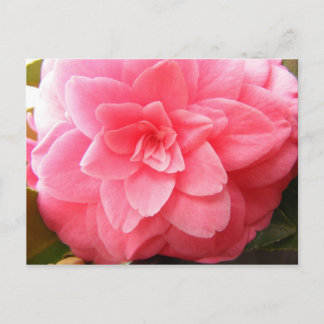 vykort för Camellia-blomman