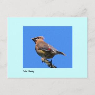 vykort för Cedar Waxwing