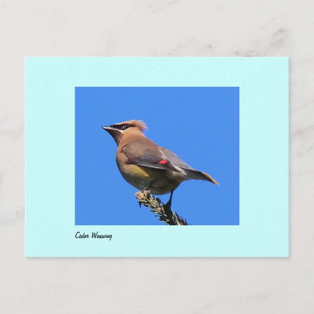 vykort för Cedar Waxwing (Framsida)