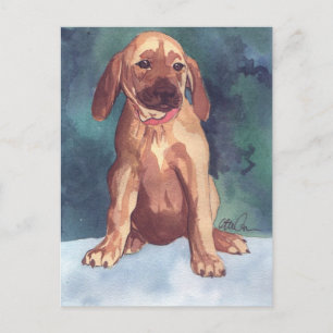 vykort för Cute Puppy