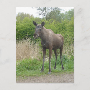 Vykort för Cute Stage Moose DIY