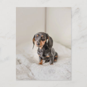 vykort för Dachshund Puppy Hund