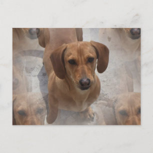 vykort för Dachshund-Rädding