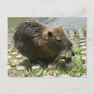 vykort för djur "nutria råtta"