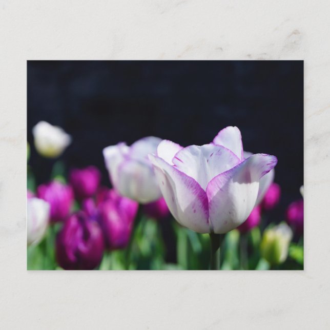 Vykort för dragspel (Framsida)