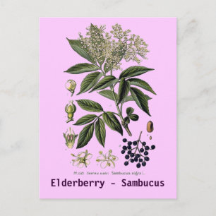 vykort för Elderberry Sambucus