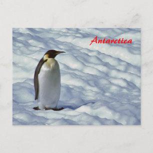 vykort för Emperor Penguin Antarctica