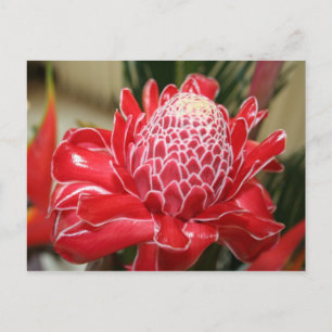 vykort för exotisk röd torch Ginger-blomma