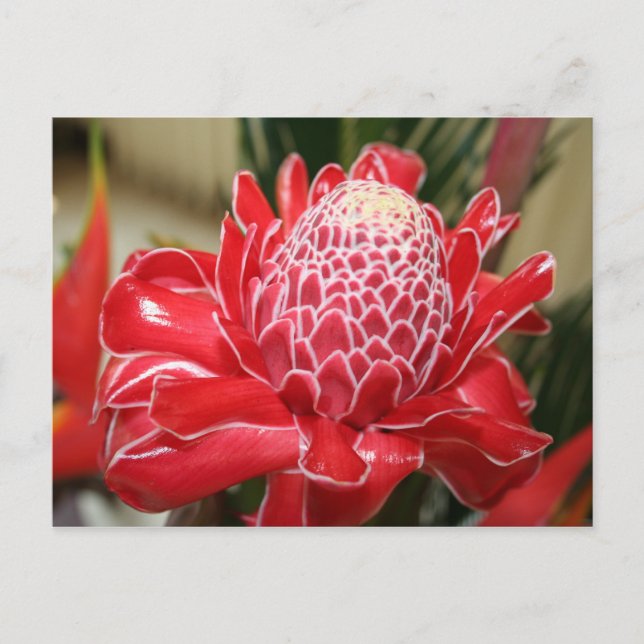 vykort för exotisk röd torch Ginger-blomma (Framsida)