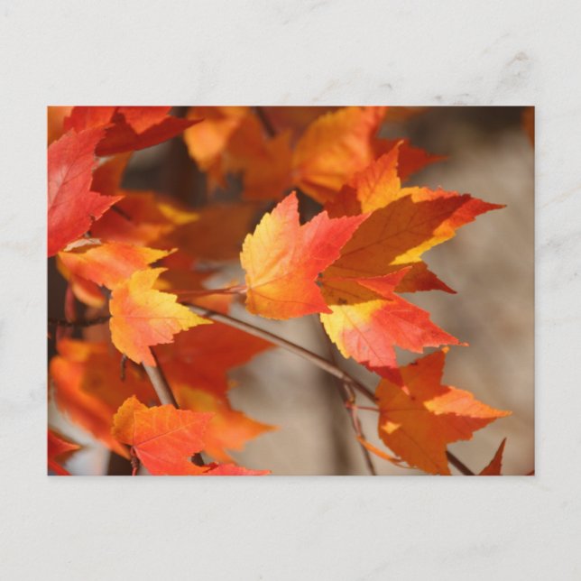  vykort för fallande (Framsida)