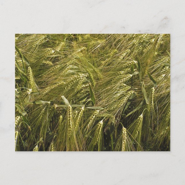 vykort för fält (Framsida)