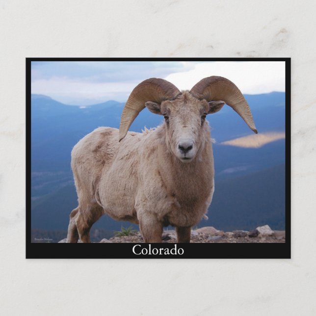 vykort för får, Colorado (Framsida)