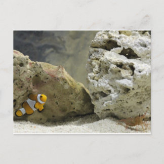 vykort för fisk och räkor