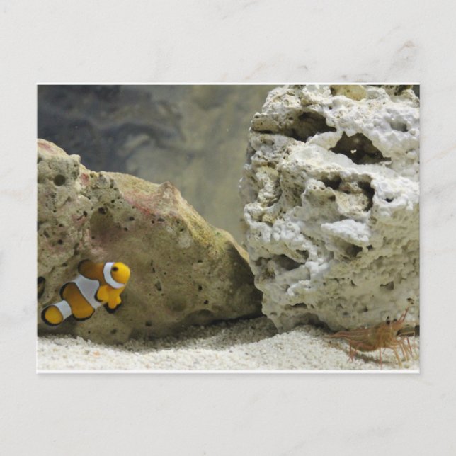 vykort för fisk och räkor (Framsida)