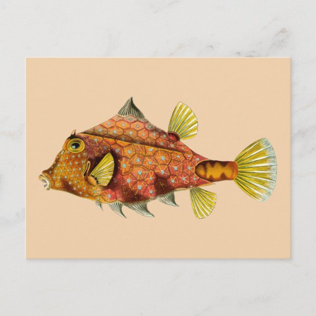 vykort för fiskavfall (Framsida)