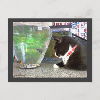 "vykort för fiskekatt" vykort