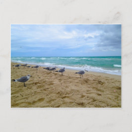 vykort för fiskmås