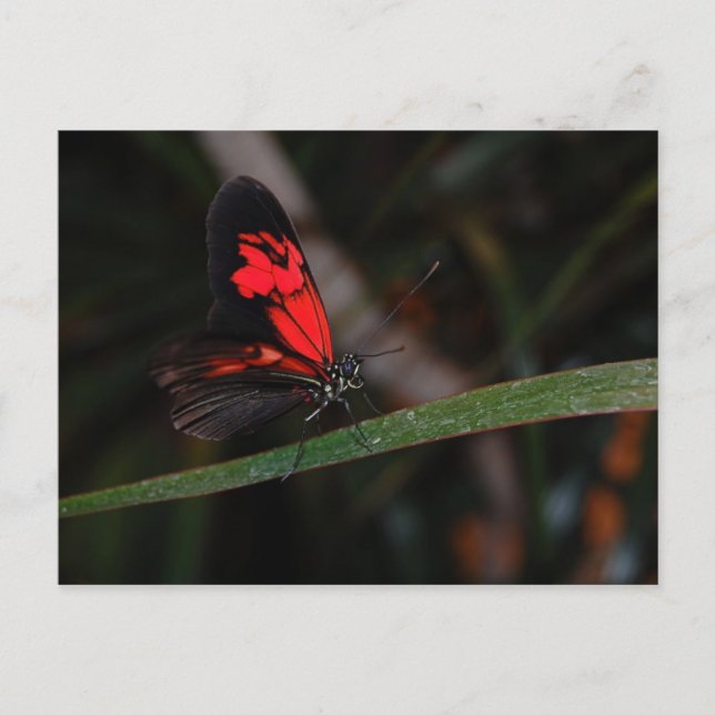 Vykort för fjäril (Framsida)