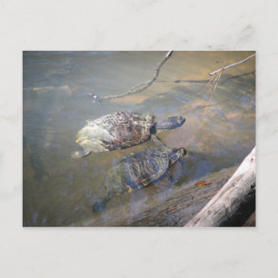 vykort för floden Turtles