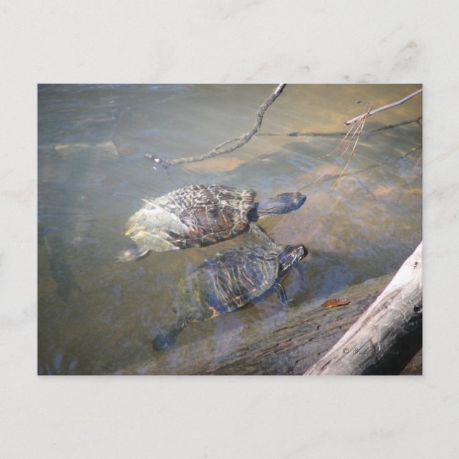 vykort för floden Turtles (Framsida)