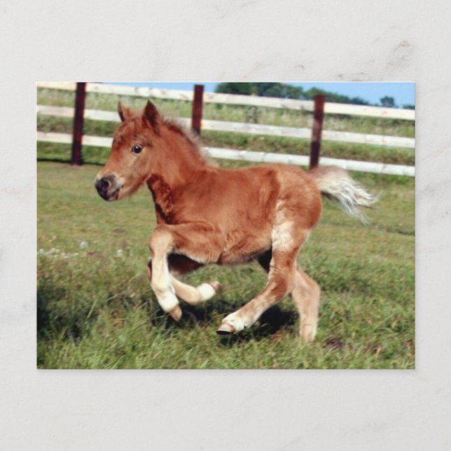 Vykort för frihet (Framsida)